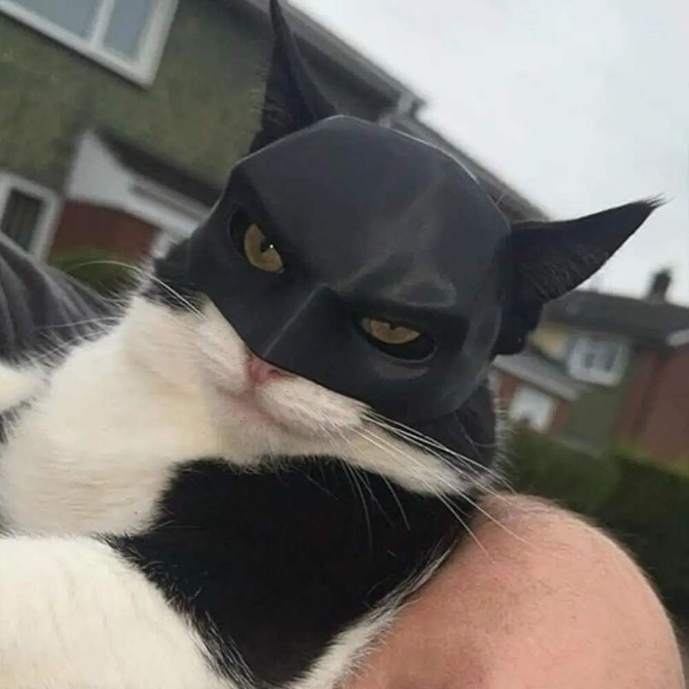 Bat Cat Mask - Image 5